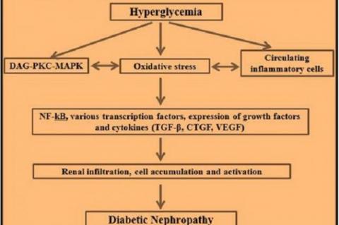 The induction and progression of diabetic nephropathy